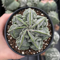 A hand is holding a potted cactus with a textured, spiny appearance.
