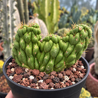 A close-up image of a cactus plant in a black pot, surrounded by rocks and other cacti in the background.