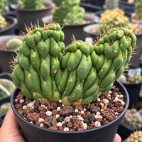 A hand is holding a potted cactus plant with a unique, twisted appearance. The cactus is surrounded by a mix of soil and small rocks, creating a natural-looking environment for the plant.