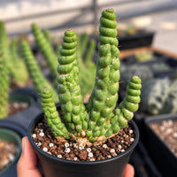A hand is holding a potted cactus plant with a spiral growth pattern, surrounded by other potted cacti in the background.