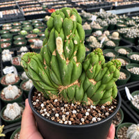 A hand is holding a potted cactus plant with a unique, twisted appearance.