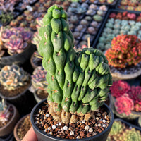 A close-up image of a cactus plant in a black pot, surrounded by various other potted plants in a garden setting.