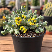 A potted cactus plant with green spines and yellow flowers, placed on a wooden surface.