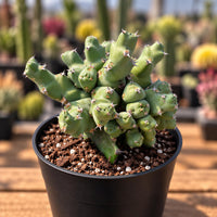 A potted cactus plant with green, spiny leaves sits on a wooden surface, surrounded by other potted plants in the background.