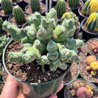 A hand is holding a potted cactus plant with green, spiny leaves and stems. The cactus is surrounded by other potted plants in the background, creating a diverse and visually appealing scene.