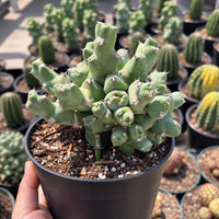 A hand is holding a potted cactus plant with a mix of green and yellow cacti in the background.