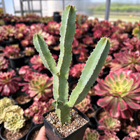A hand is holding a potted cactus plant with spines, surrounded by a variety of potted plants with different colors and shapes in the background.