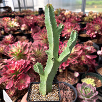 a variety of potted plants, including a tall cactus with a spiky green stem and a small succulent plant, all displayed in a greenhouse-like setting.