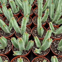 a collection of potted cacti arranged in rows, with each cactus plant having a similar appearance and green color.