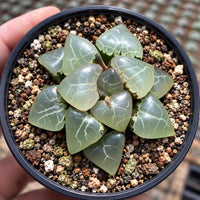 A hand is holding a small potted succulent plant with green, jagged leaves. The plant is placed in a black pot filled with a mixture of small rocks and pebbles.