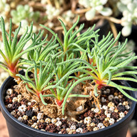 A potted succulent plant with long, thin leaves and a reddish stem, surrounded by a mix of small rocks and pebbles.