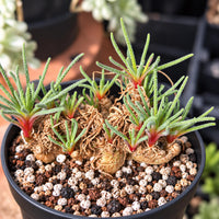A potted succulent plant with long, thin leaves and a brown, spiky stem is displayed in a black pot filled with pebbles and soil.