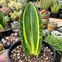 a variety of potted plants, including a large green leaf with a yellow stripe, surrounded by smaller plants and flowers.