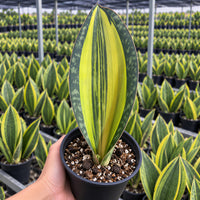 A hand is holding a potted plant with a large, colorful leaf in a greenhouse filled with similar potted plants.
