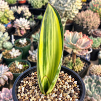 a variety of potted plants, including a tall, green plant with a distinctive leaf shape, all arranged in a garden setting.