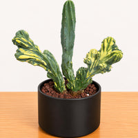 A potted cactus plant with green, twisted, and yellow-green leaves sits on a wooden surface.