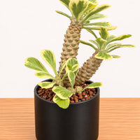 A potted succulent plant with green and yellow leaves sits on a wooden surface.