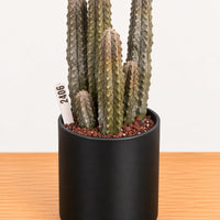 A potted cactus plant with a label attached to it, placed on a wooden surface.