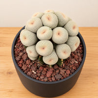 A cactus plant with numerous small, round, white balls growing on it, placed in a black pot filled with small rocks.