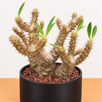 WYSIWYG - Rare Succulents - Pachypodium Makayense 110