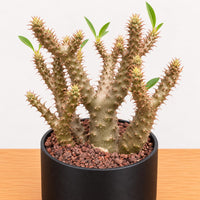 WYSIWYG - Rare Succulents - Pachypodium Makayense 110