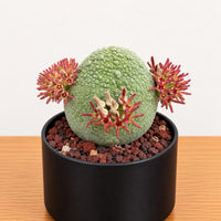 A green cactus plant with red and yellow flowers in a black pot, placed on a wooden surface.