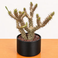 WYSIWYG - Rare Succulents - Pachypodium Makayense 120