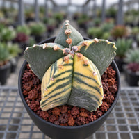 A close-up image of a cactus plant in a black pot, with a mix of green and yellow colors and small white spikes on its surface.