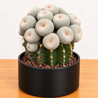 A cactus plant with numerous round, spiny green leaves and small white flowers is displayed in a black pot on a wooden surface.