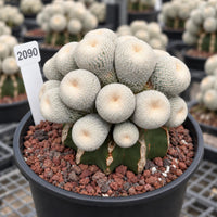 A potted cactus plant with numerous small white spines, surrounded by a bed of small rocks.