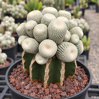 A large cactus plant with numerous small white and green spines growing on a green and brown rock bed.