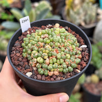 A hand is holding a black pot filled with a small cactus plant with green and brown balls growing on it.