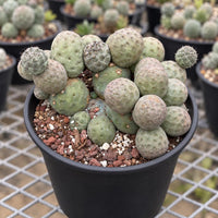 a collection of potted cacti with a mix of green and brown hues, arranged on a wire mesh surface.