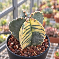 A close-up image of a cactus plant with yellow and green striped leaves, placed in a black pot filled with soil and rocks.