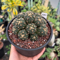 A hand holding a potted cactus plant with a label attached to it.