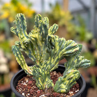 WYSIWYG - Rare Cactus, Myrtillocactus Geometrizans Crested var. Fred variegata 2088