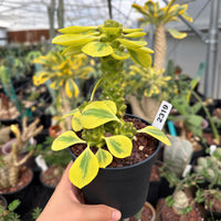 A hand holding a potted plant with yellow and green leaves, surrounded by various potted plants in a greenhouse-like setting.