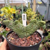 A hand is holding a potted cactus plant with a label attached to it, which has the number "2344" on it. The cactus plant is placed in a black pot filled with soil and rocks.