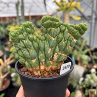 A close-up image of a cactus plant in a black pot, with a label displaying the number 2420.