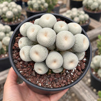 A hand is holding a black pot containing a cluster of small, white cacti with a textured surface.