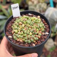 A hand is holding a black pot filled with a small cactus plant with green and brown balls growing on it.