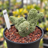 a cactus in a pot with a white stick sticking out of it