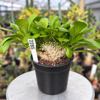 a potted plant with a price tag on it