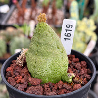 A small green cactus plant with a yellow flower on top, placed in a black pot filled with red rocks.