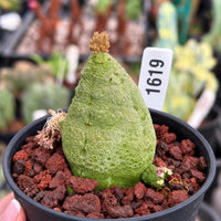 A close-up image of a green cactus plant in a black pot, with a label attached to it.