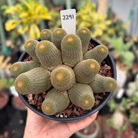 A hand holding a potted cactus plant with a price tag attached.