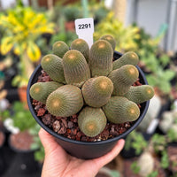 A hand holding a potted cactus plant with a price tag attached.