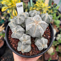A hand holding a black pot containing a group of small, white-spotted cacti or succulents.