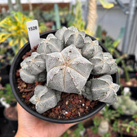 A hand holding a potted cactus plant with a label attached to it.