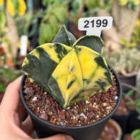 A hand holding a potted cactus plant with a yellow and green patterned leaf.